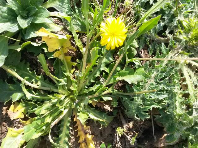 Hedypnois rhagadioloides  / Radicchio tubuloso